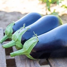 Picasso, (F1) Eggplant Seeds